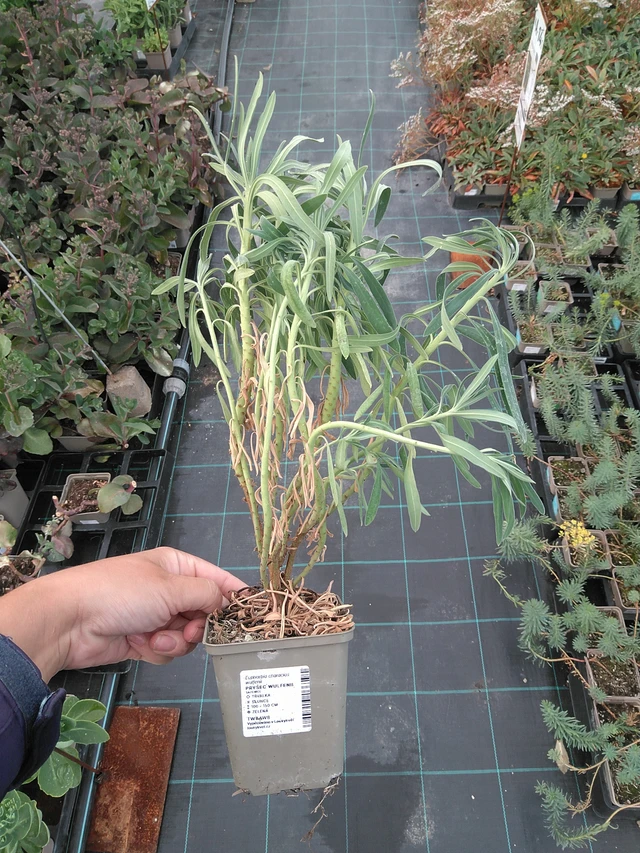 Euforbia Wulfenii - 11. 7. 2025