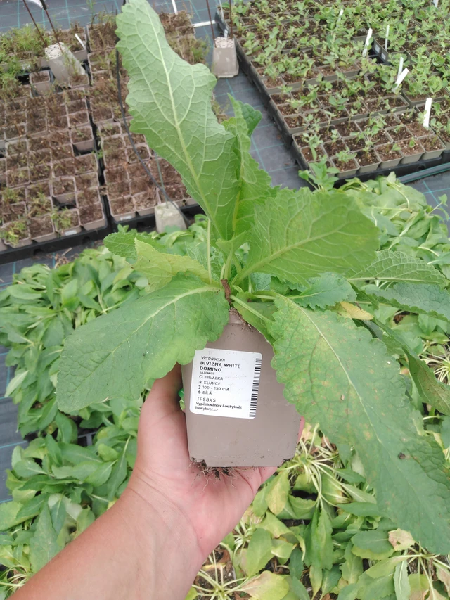 Divizna White Domino - 2024