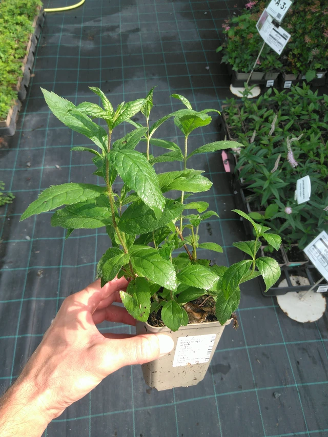 Rozrazilovec Album - 25. 7. 2025