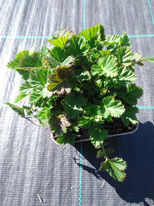 Geum East of Eden - 3. 4. 2025