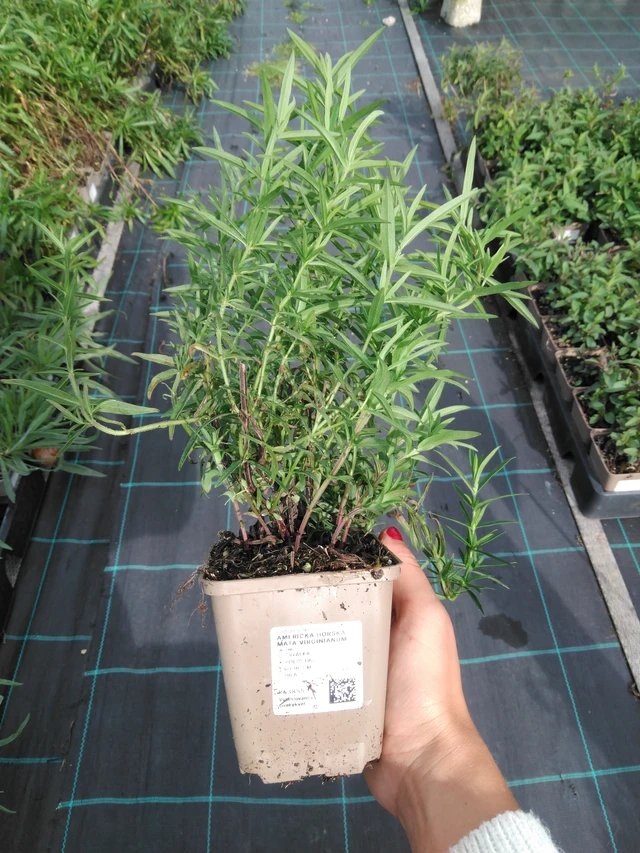 Amerikanvuoriminttu Virginianum - 11. 9. 2025