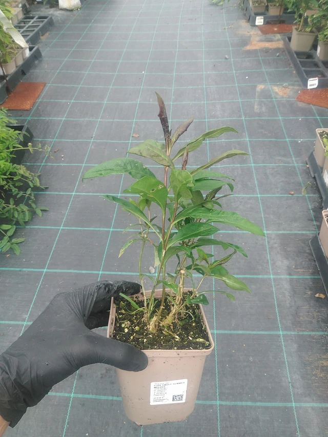 Flox Sweet Summer Melody - 10. 9. 2025