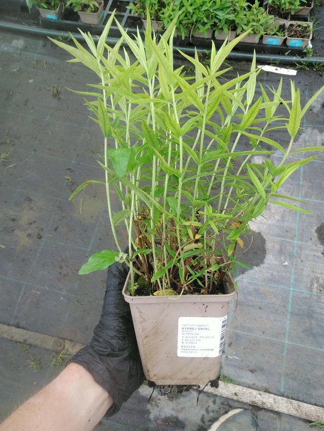 Rantakukka Swirl - 10. 9. 2025