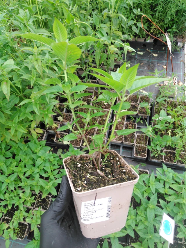 Monarda Croftway Pink - 2024