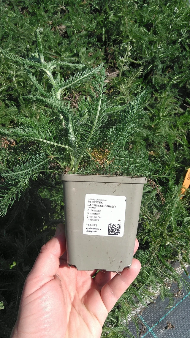 Řebříček Lachsschönheit - 13. 5. 2025