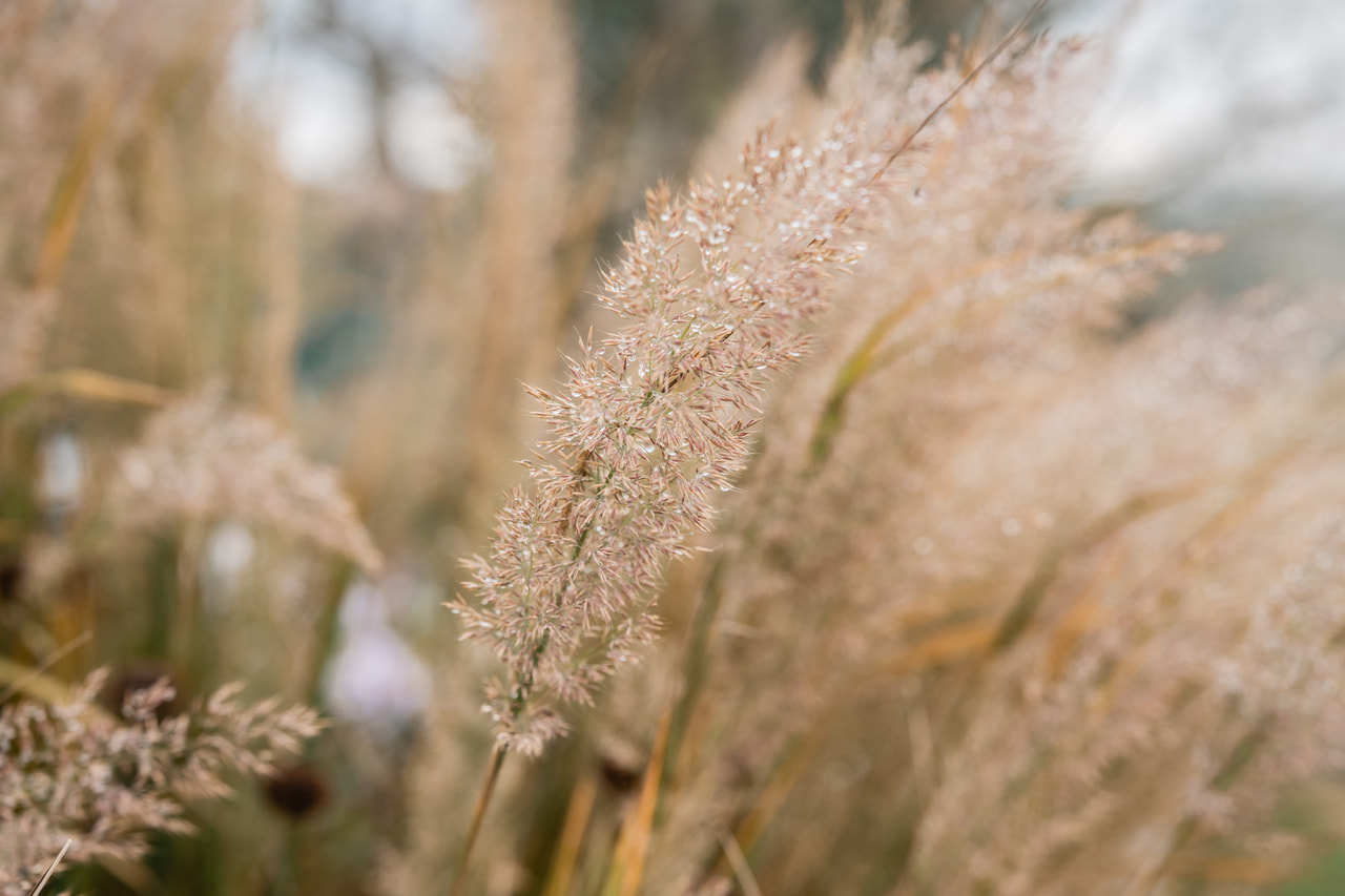Szőrös nádtippan, Loukykvět