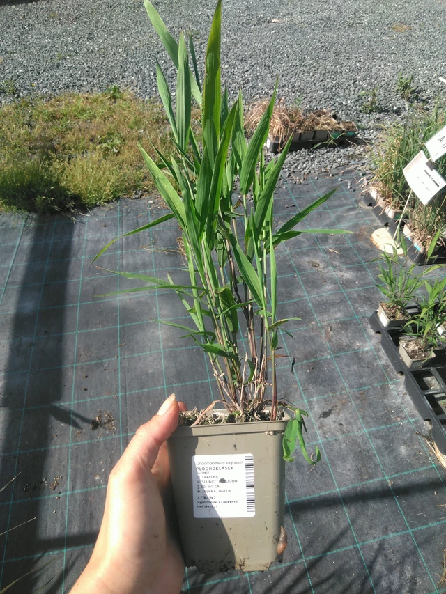 Plochoklásek - 11. 7. 2025