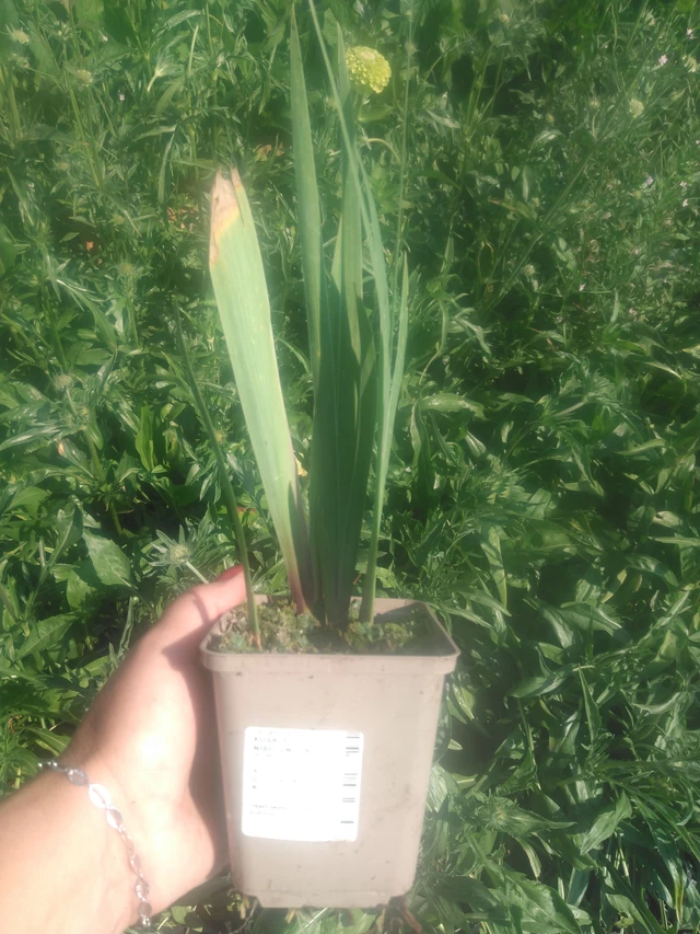 Lirio Nibelungen - 2024