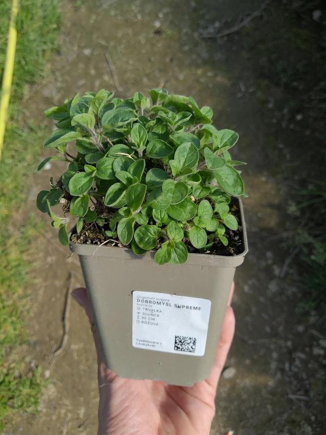 Origan Supreme - 27. 3. 2026