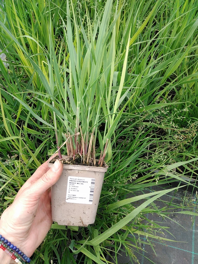 Hirssi Heavy Metal - 9. 6. 2025