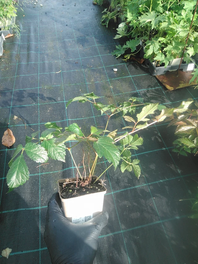 Astilbe Fanal - 13. 10. 2025