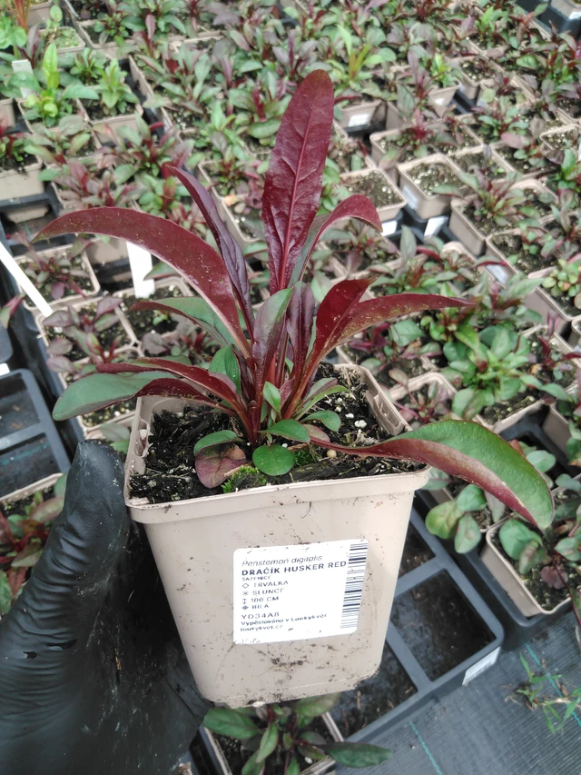 Penstemon Husker Red - 2024