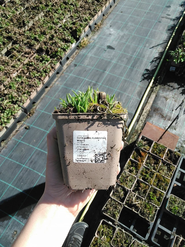 Díszcsorba Floristan White - 7. 4. 2026