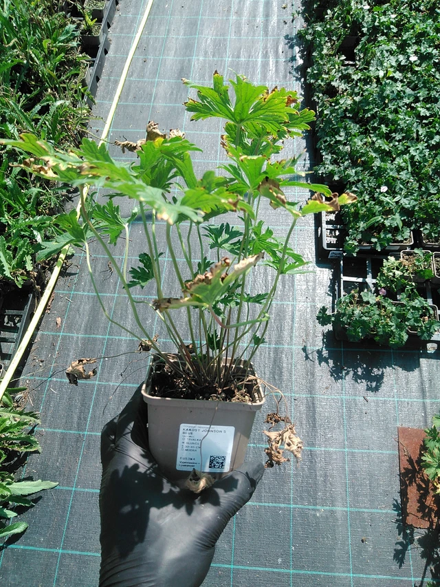 Kurjenpolvi Johnson ́s Blue - 19. 8. 2025