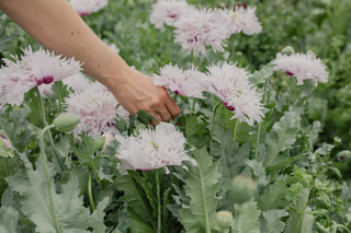 Mák Lilac Pompom, Loukykvět