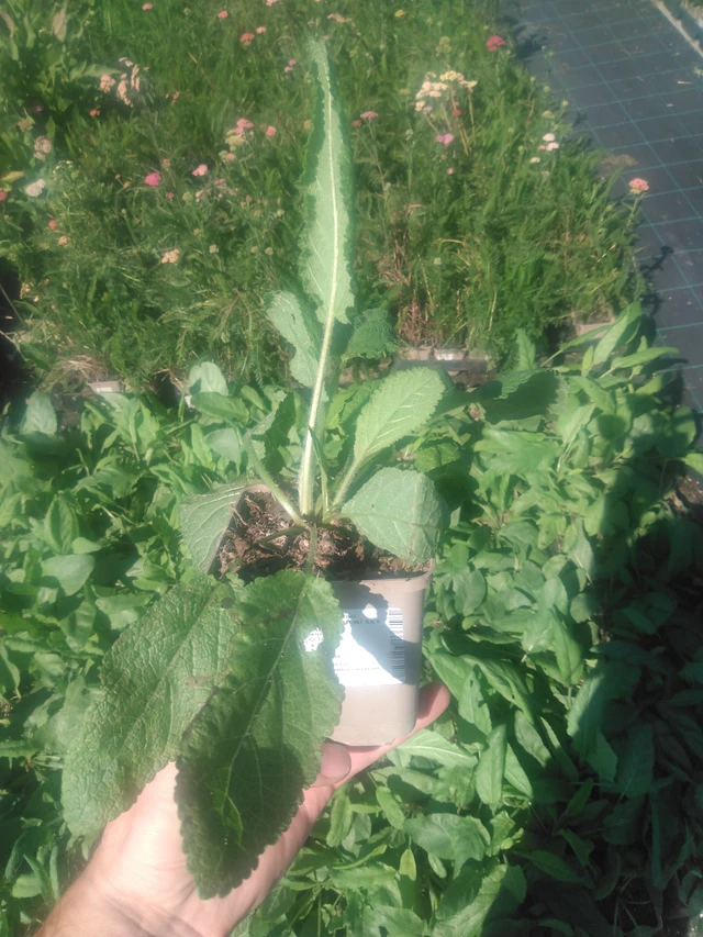 Niittyvirna Sky Dance - 2024