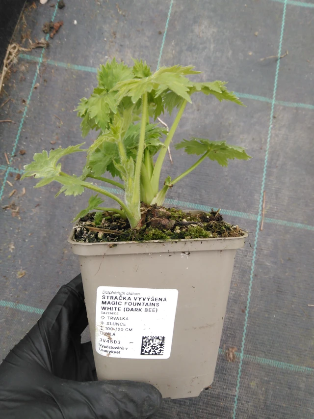 Szarkaláb Magic Fountains White (Dark Bee) - 1. 4. 2026