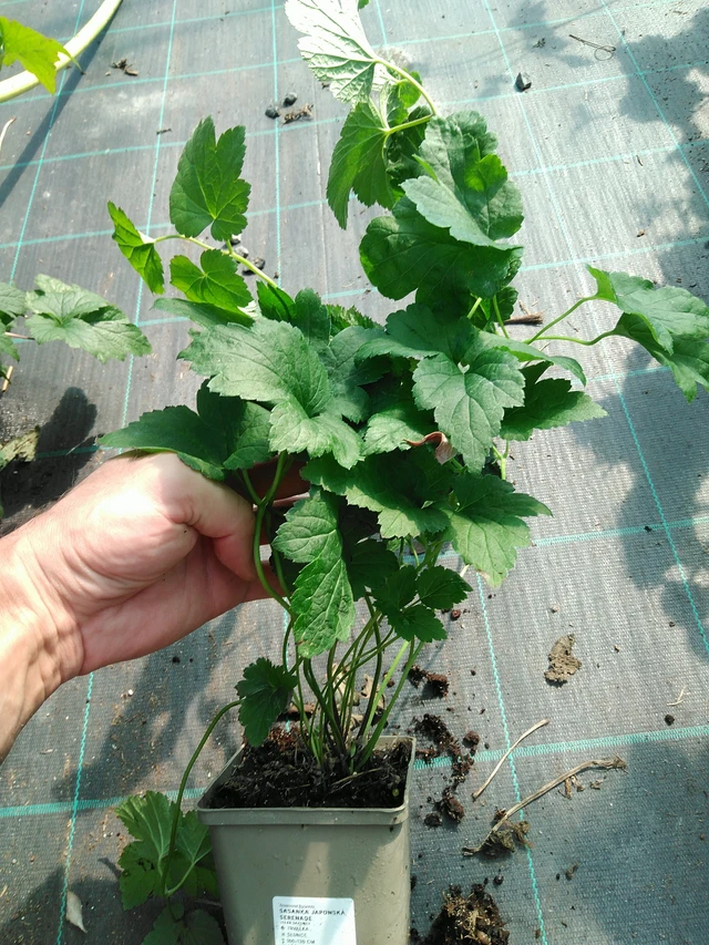 Sasanka japonská Serenade - 19. 8. 2025