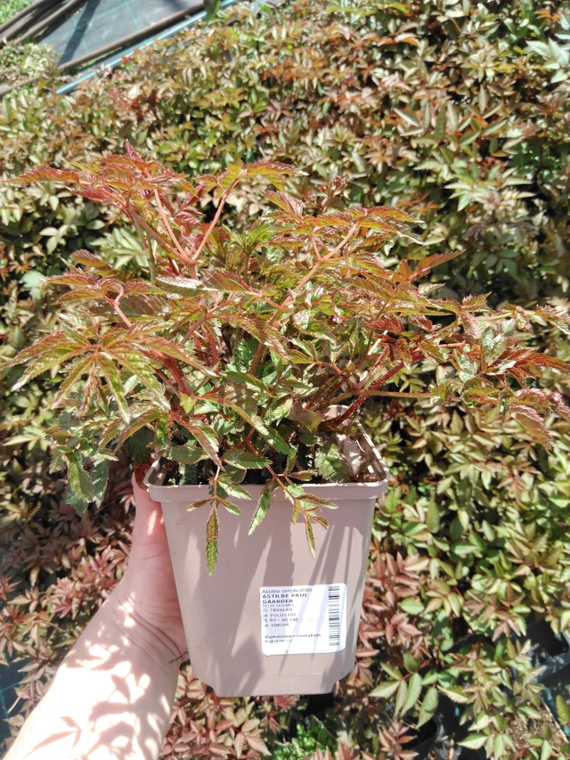 Astilbe Paul Gaarder - 2024