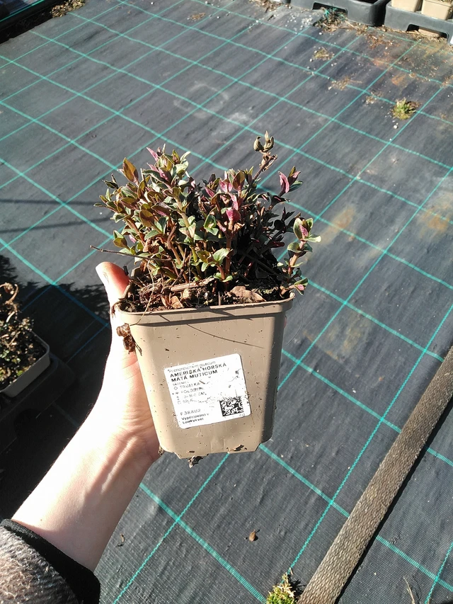 Hegyi menta Muticum - 7. 4. 2026