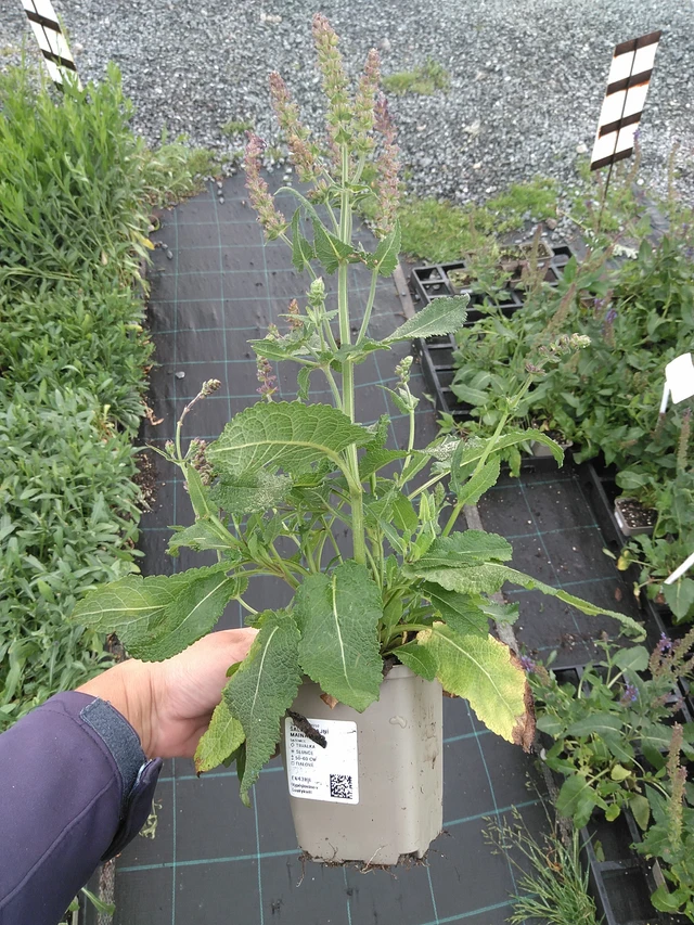 Šalvěj hajní Mainacht - 11. 7. 2025