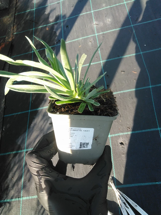 Gypsophila Bristol Fairy - 1. 9. 2025