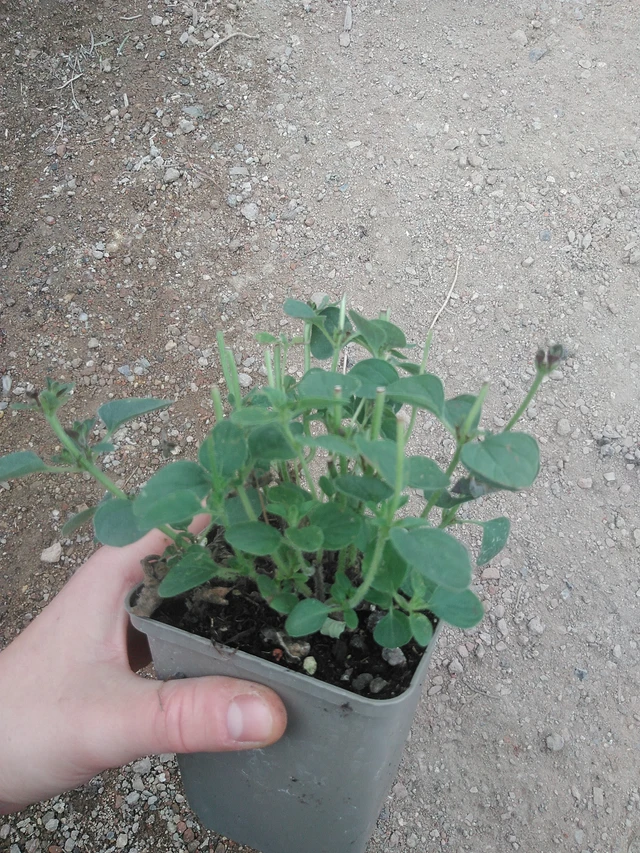 Dobromysl Hot And Spicy - 17. 7. 2025