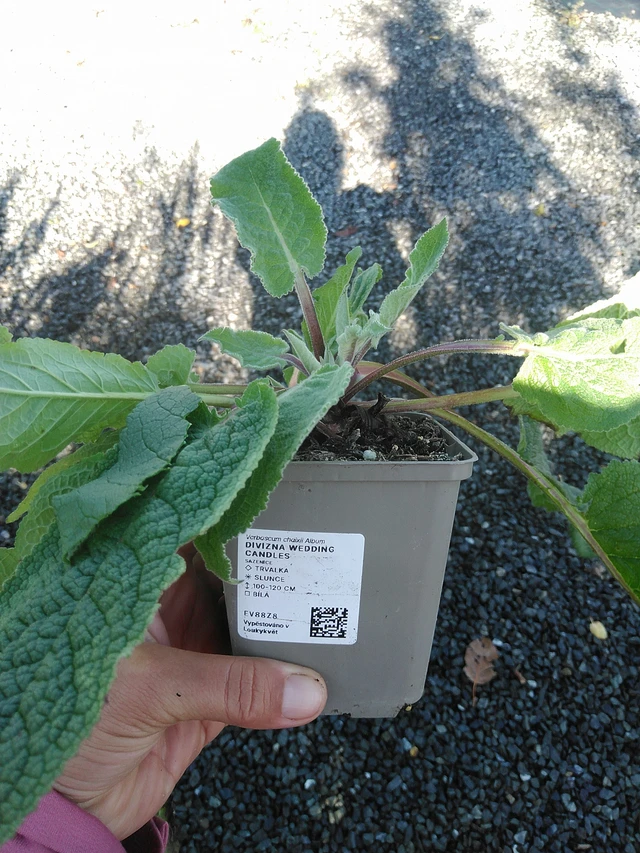 Verbasco Wedding Candles - 11. 9. 2025