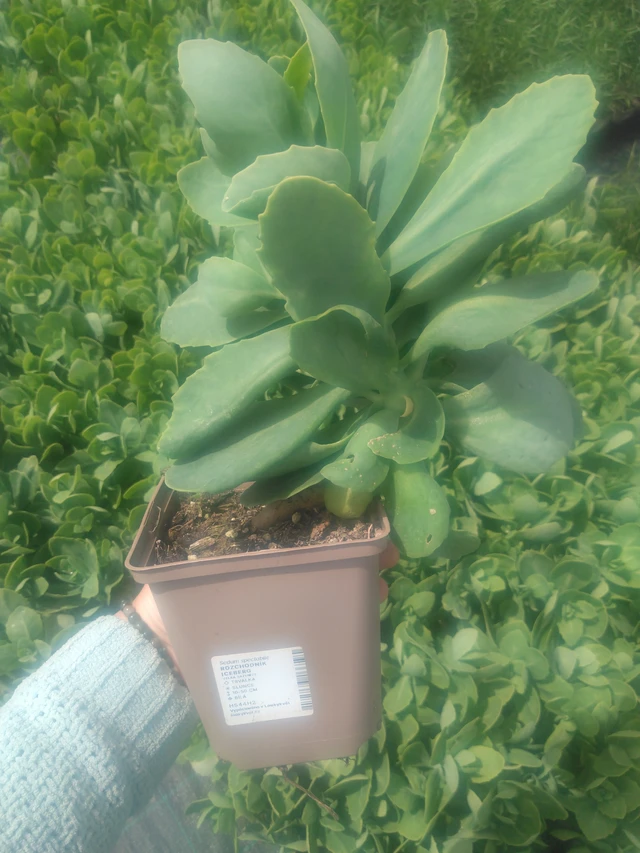 Maksaruoho Iceberg - 2024