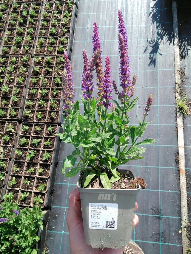 Šalvěj hajní Ostfriesland - 24. 6. 2025