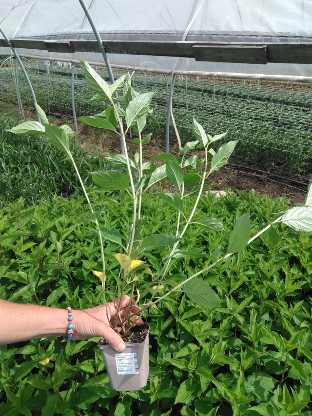 Puutarhahortensia Phantom - 2024