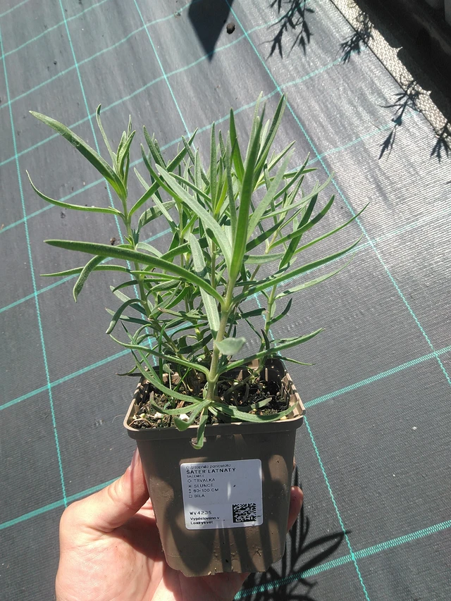 Paniculata - 30. 6. 2025