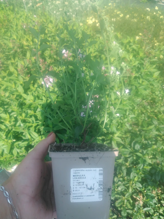 Päivänkakkara rohtopäivänkakkara - 2024