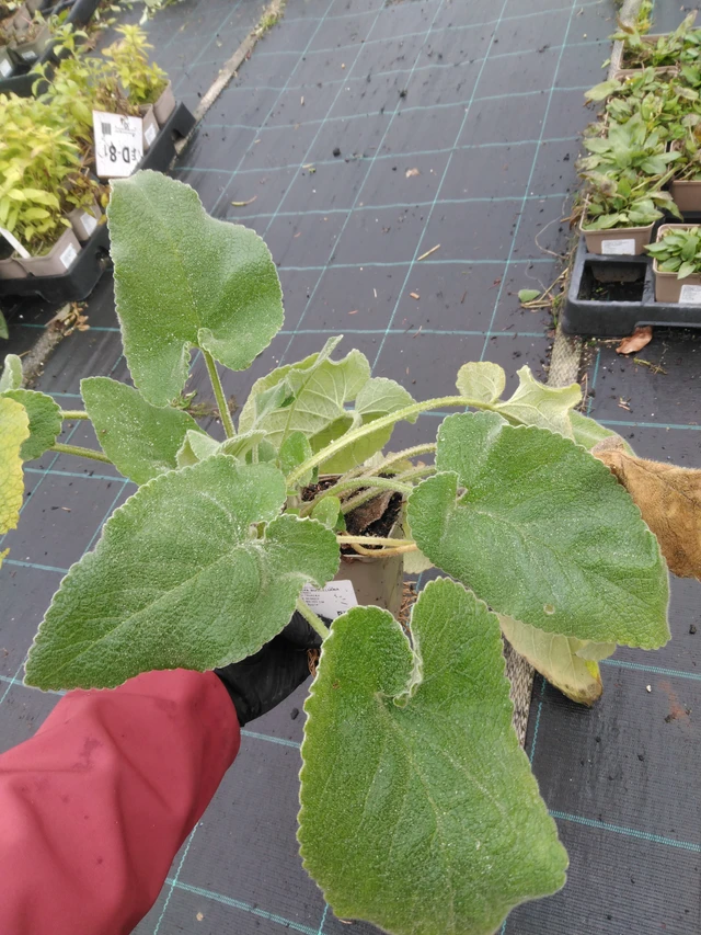 Lyhtykoiso Russeliana - 23. 10. 2025