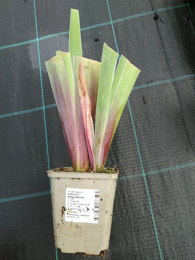 Lirio Nibelungen - 28. 7. 2025