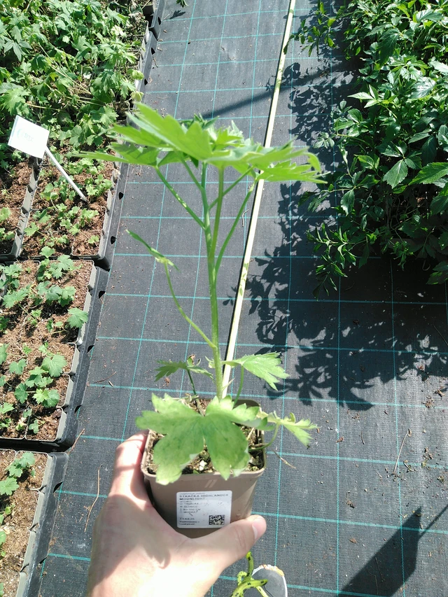 Delphinium Highlander Moonlight - 19. 8. 2025