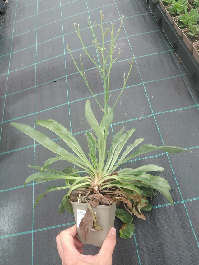 Statice Bright Diamond - 4. 8. 2025