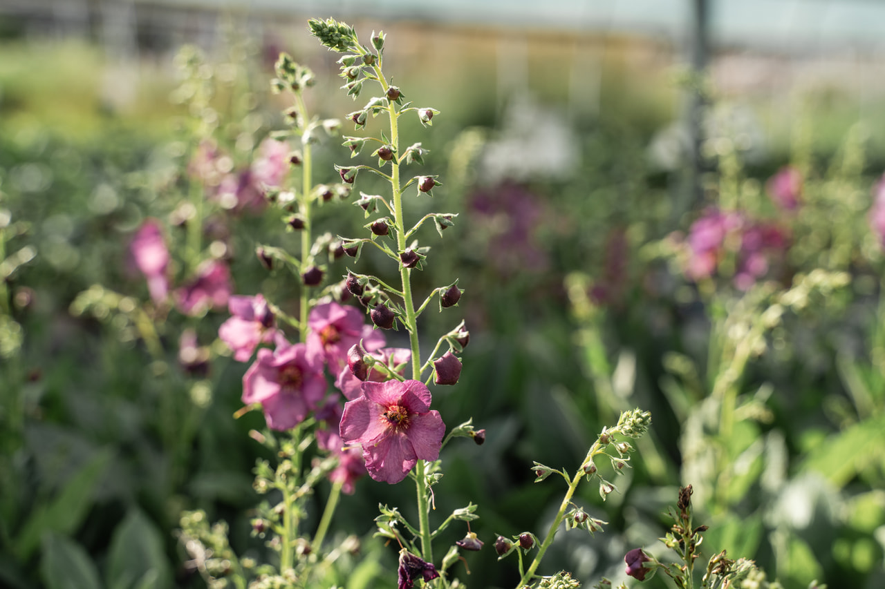 Divizna Plum Smokey, Loukykvět