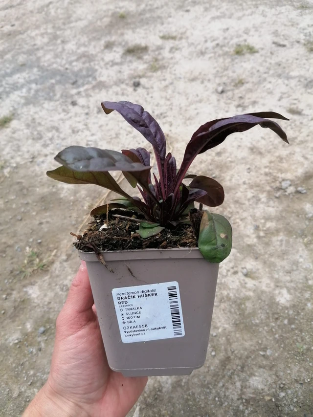 Penstemon Husker Red - 2024