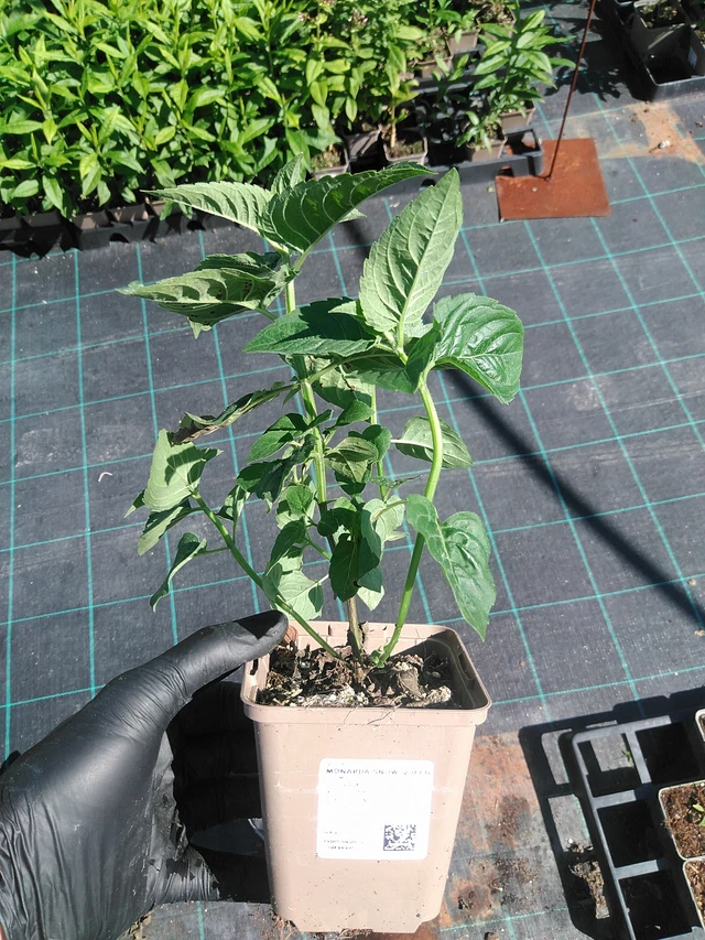 Monarda Snow Queen - 19. 8. 2025