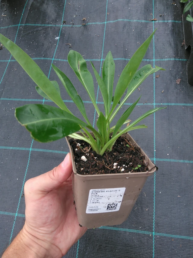 Stokkesia Peachie's Pick - 25. 7. 2025