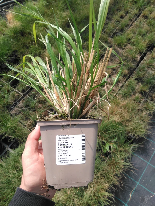 Dochan psárkovitý viridescens - 13. 5. 2025