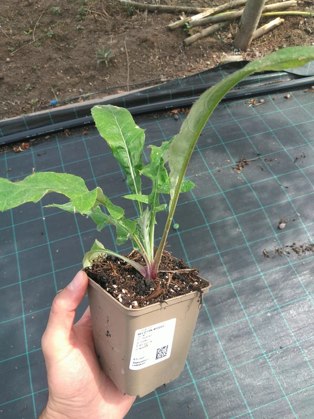 Pallo-ohdake modrý - 25. 7. 2025