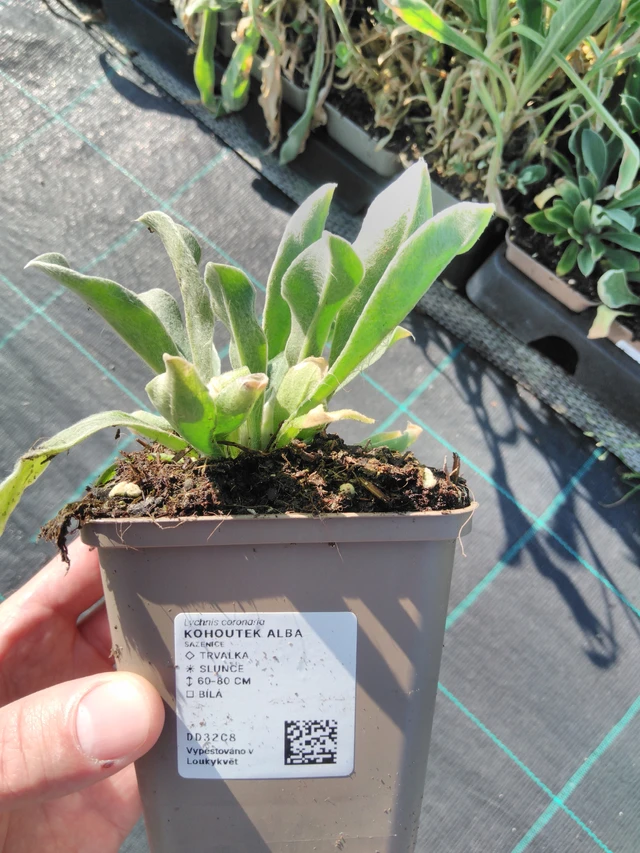 Hahnenfuß Alba - 20. 6. 2025