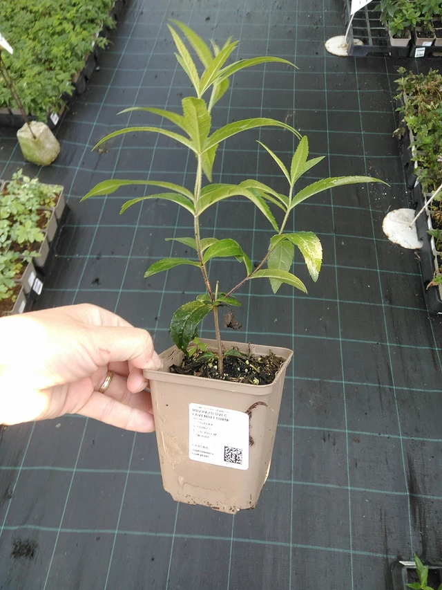 Kuunlilja Lavendelturm - 19. 8. 2025