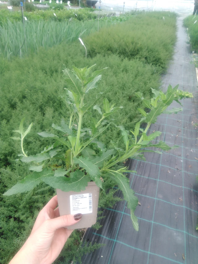 Šalvěj hajní Schwellenburg - 2024