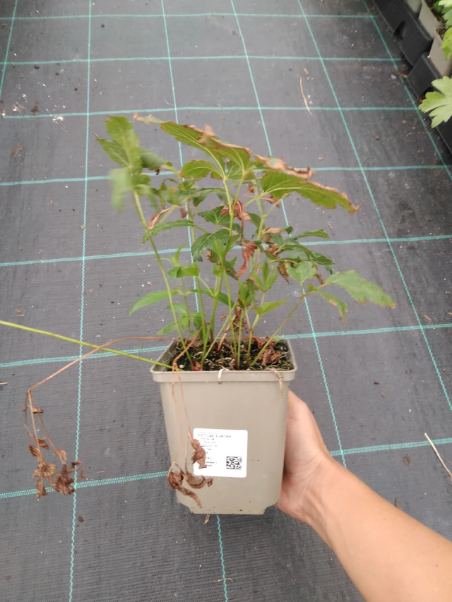 Astilbe Europa - 10. 9. 2025