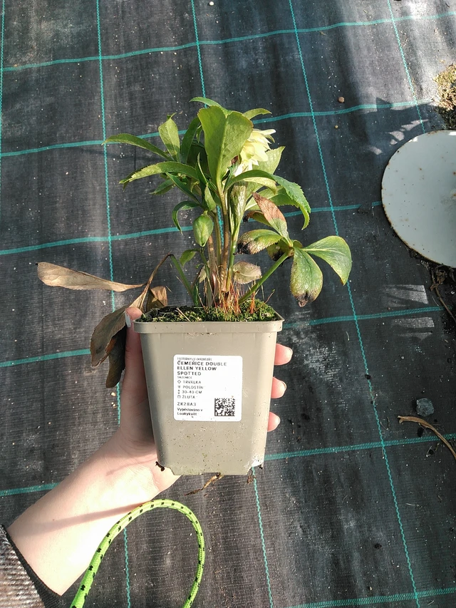 Hunyor Double Ellen Yellow Spotted - 7. 4. 2026