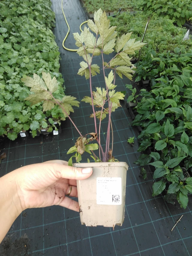 Ploštičník Black Negligee - 19. 8. 2025