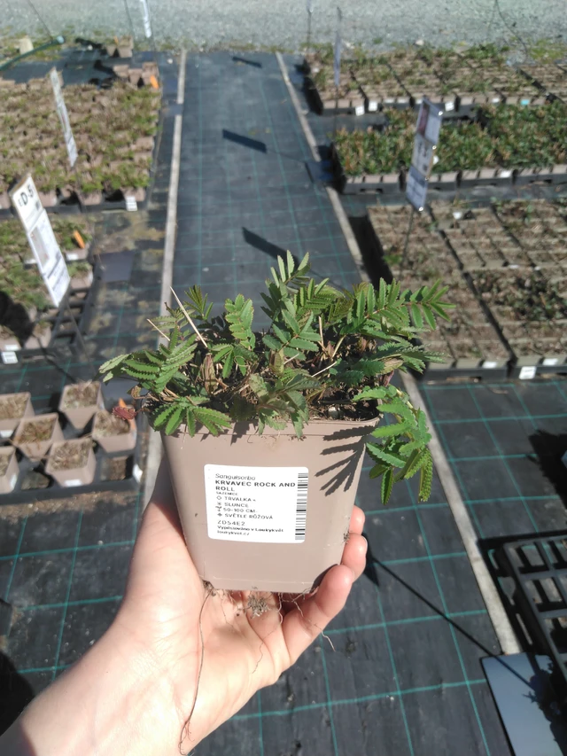 Veriheinä Rock and Roll - 3. 4. 2025